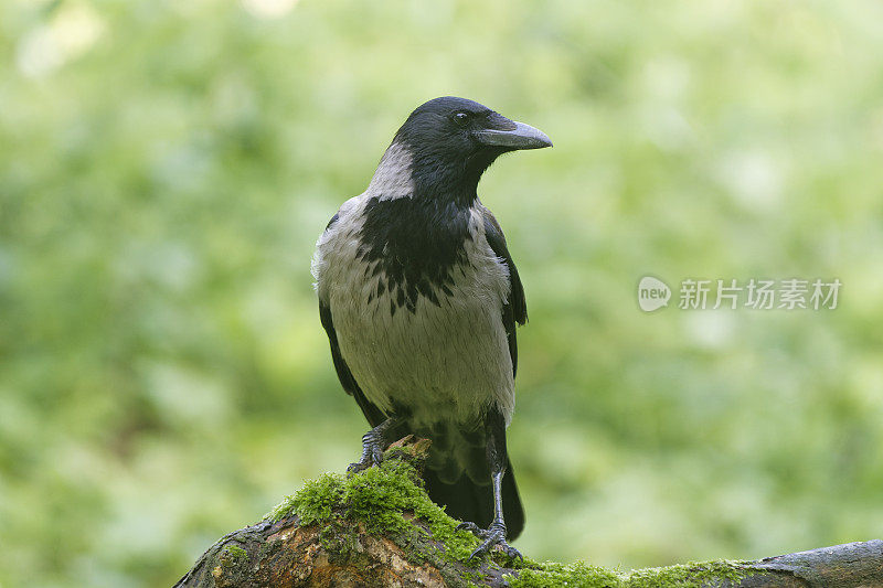 冠乌鸦(Corvus cornix)